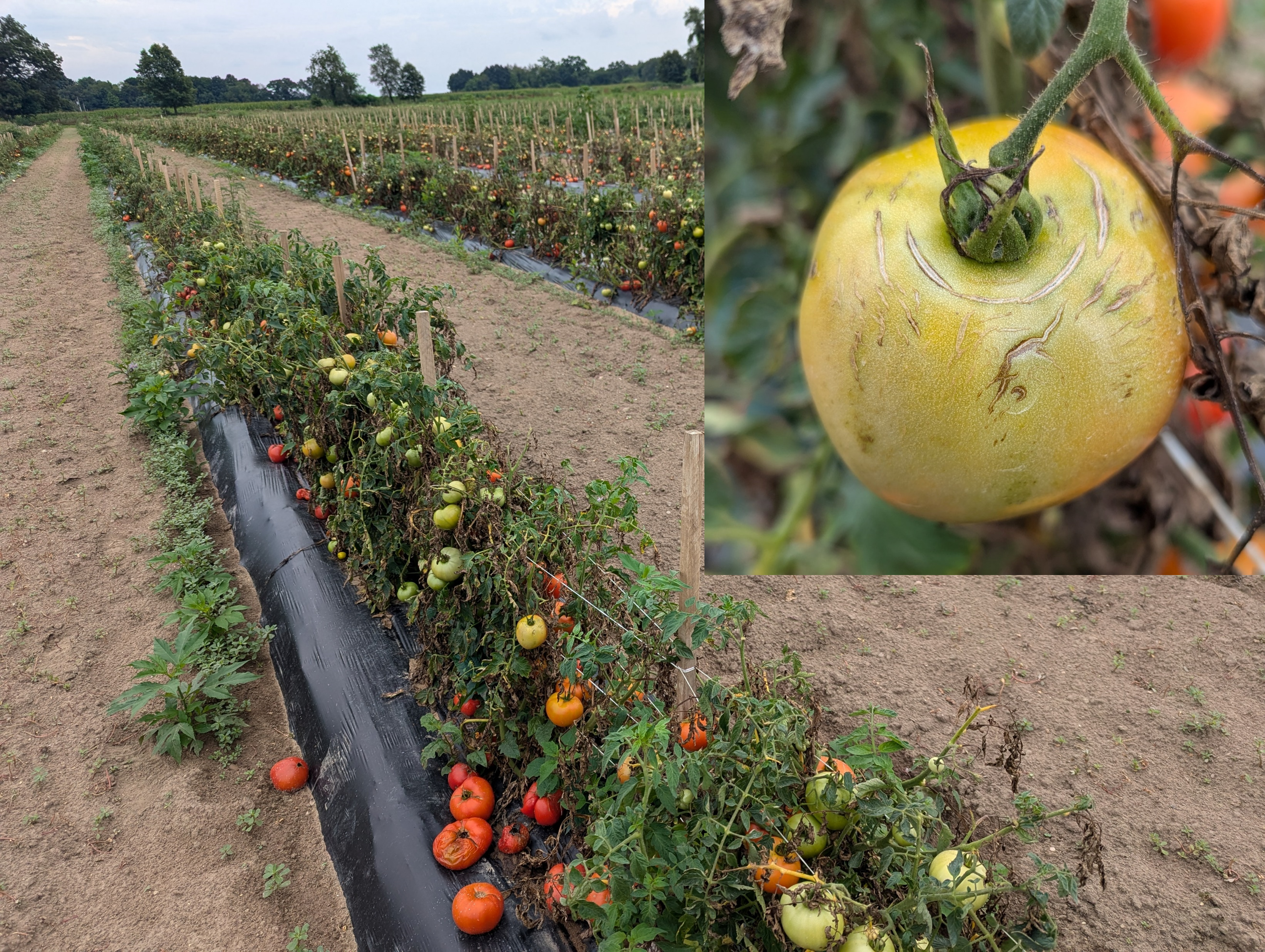 Tomato blighting and rain checks on tomatoes.